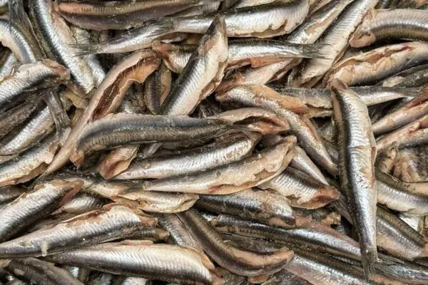 Γαύρος: Ο Σημαντικός Ρόλος του στη Διατροφή