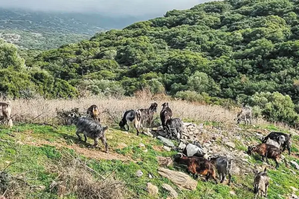 νέα αριστερά — GR news